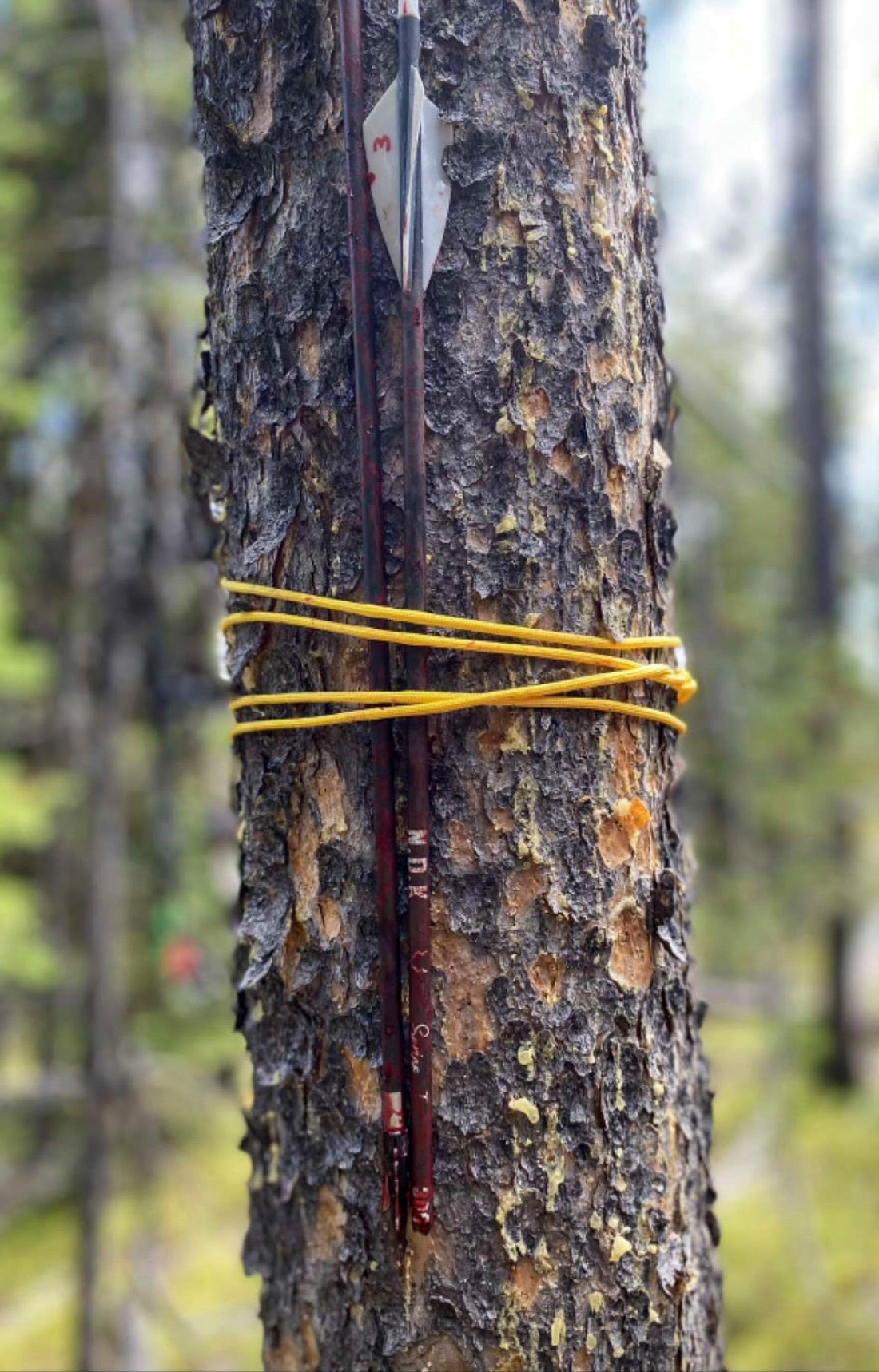 Series I arrow are quickly being recognized as the best value hunting arrow on the market. This arrow is for the value contious bow hunter.